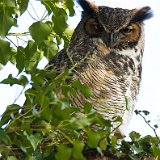 11SB4343 Great-horned Owl
